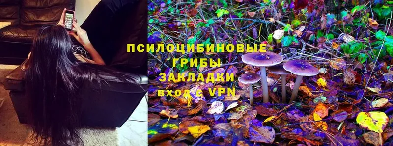 цены   Полысаево  Псилоцибиновые грибы Psilocybe 